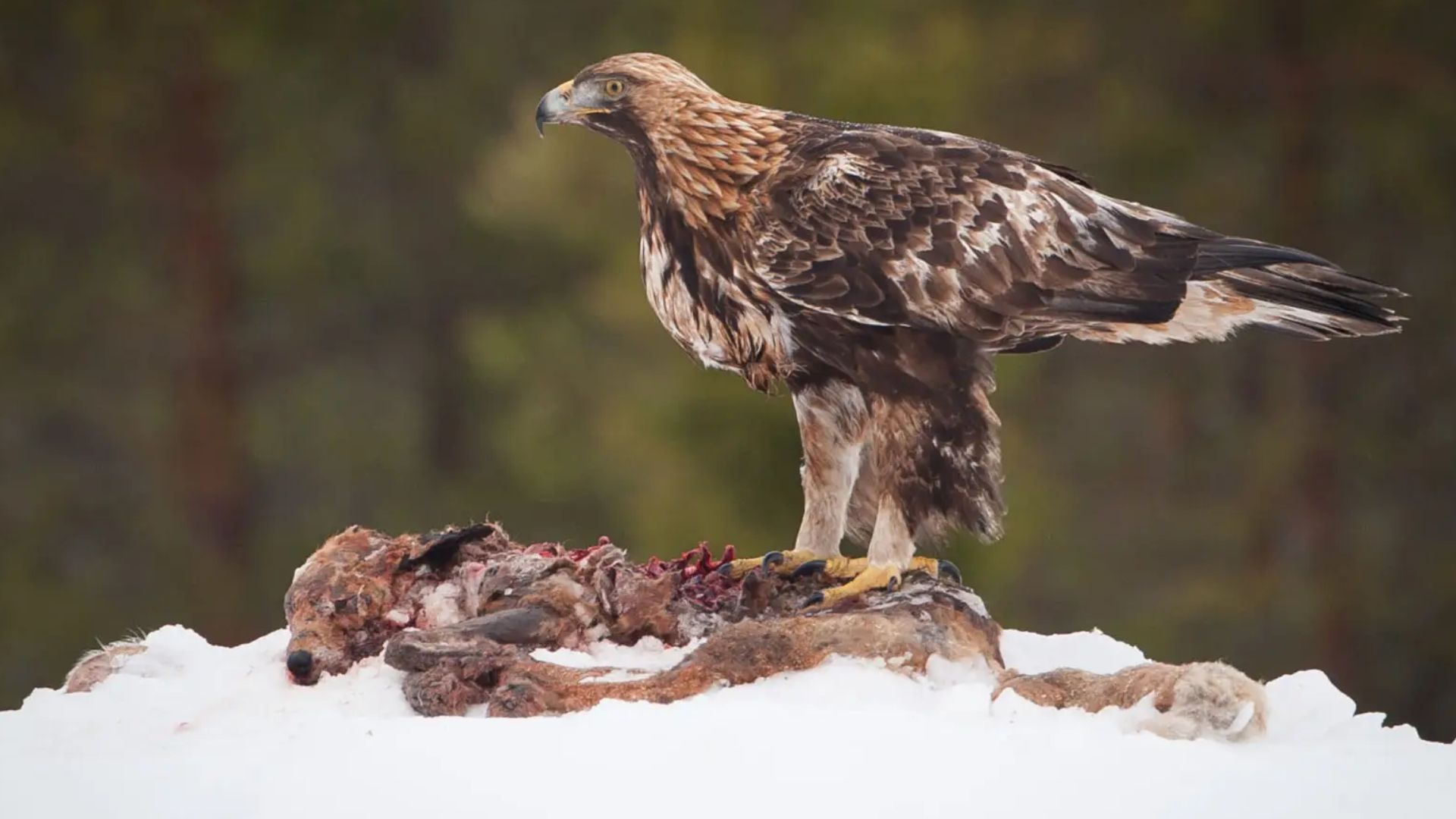Aigle royal