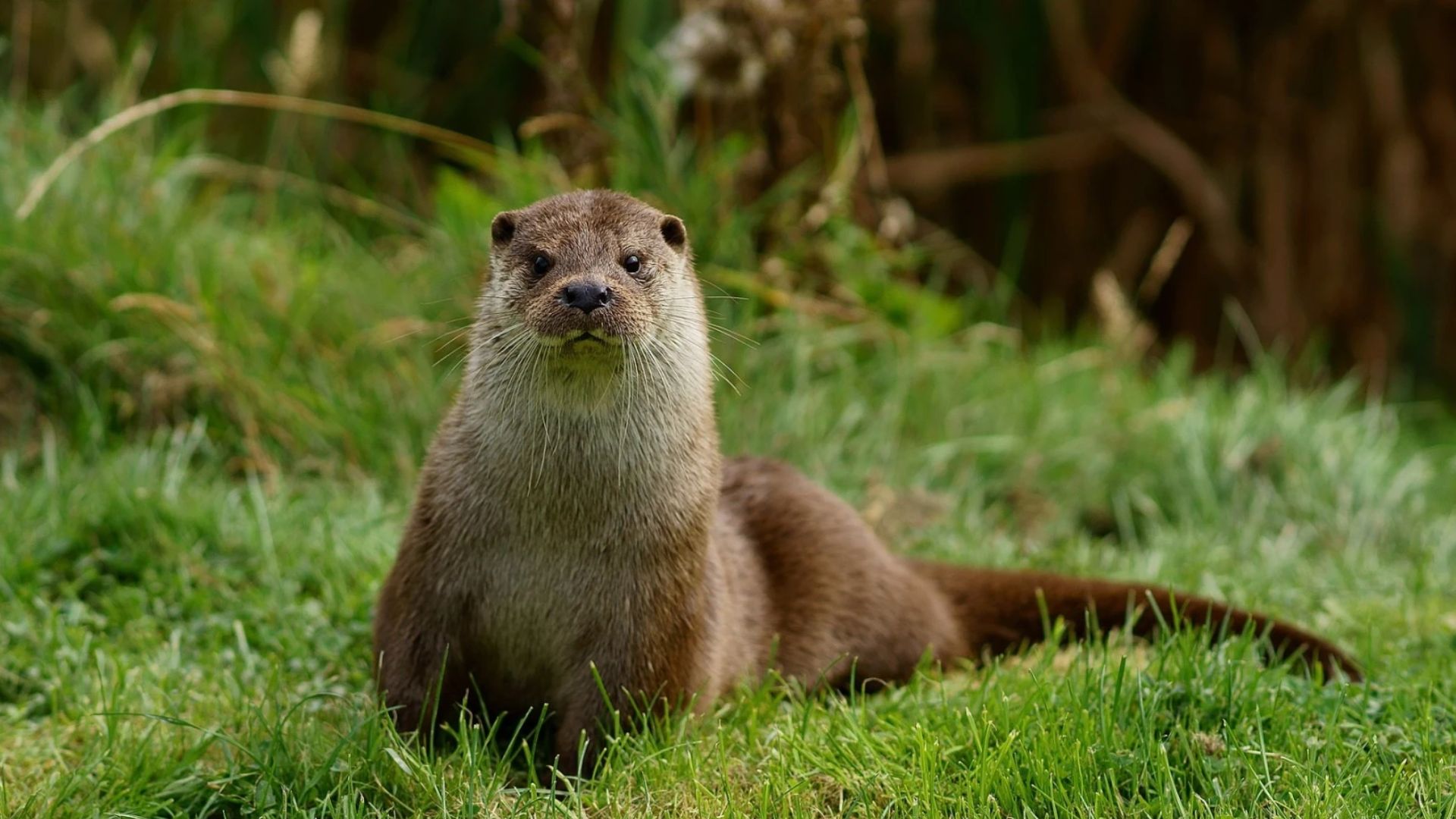 Loutre d'Europe