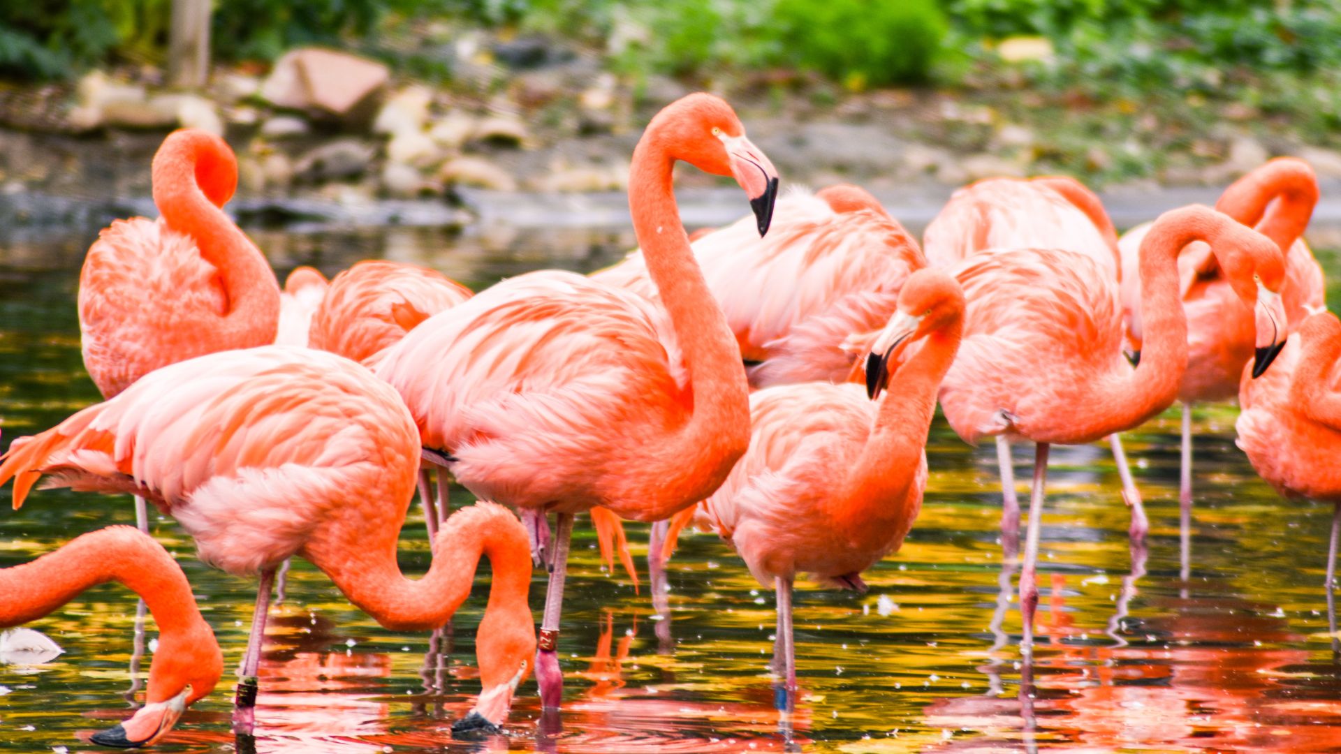 Flamant rose