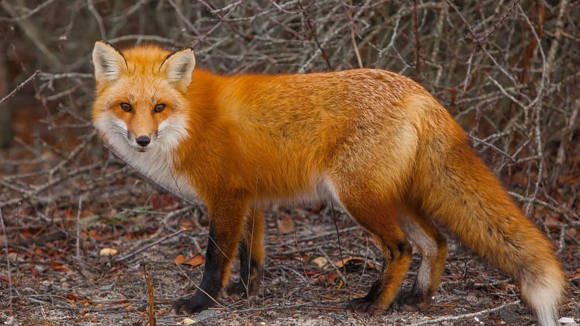 Renard roux de l'Atlas