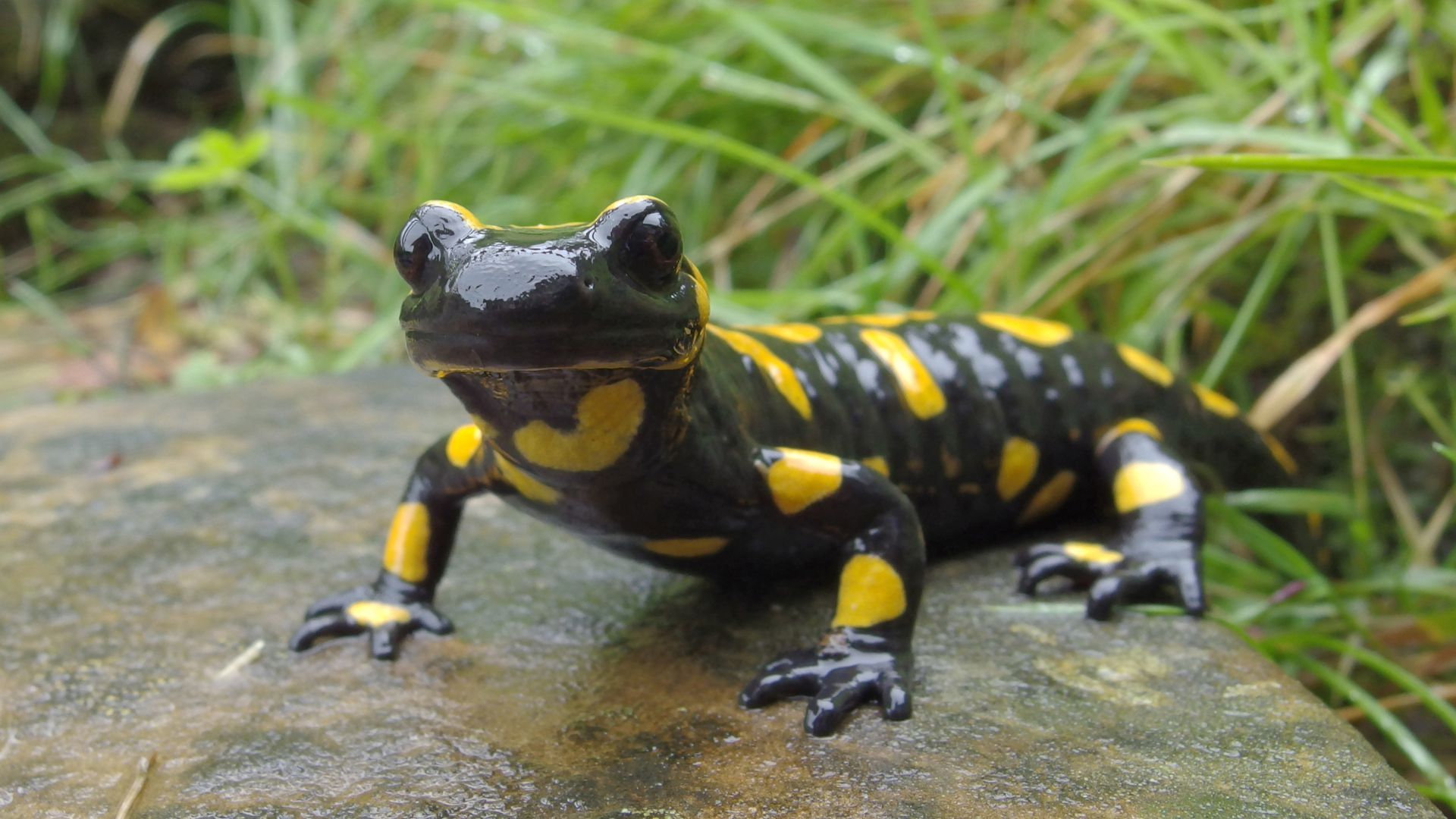 Salamandre de l'Atlas