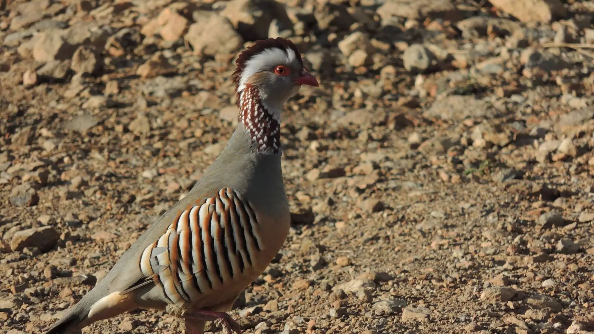 Perdrix de Barbarie (Perdrix Gambra)
