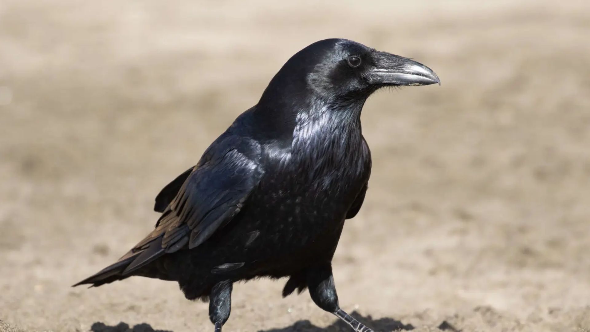 Grand Corbeau