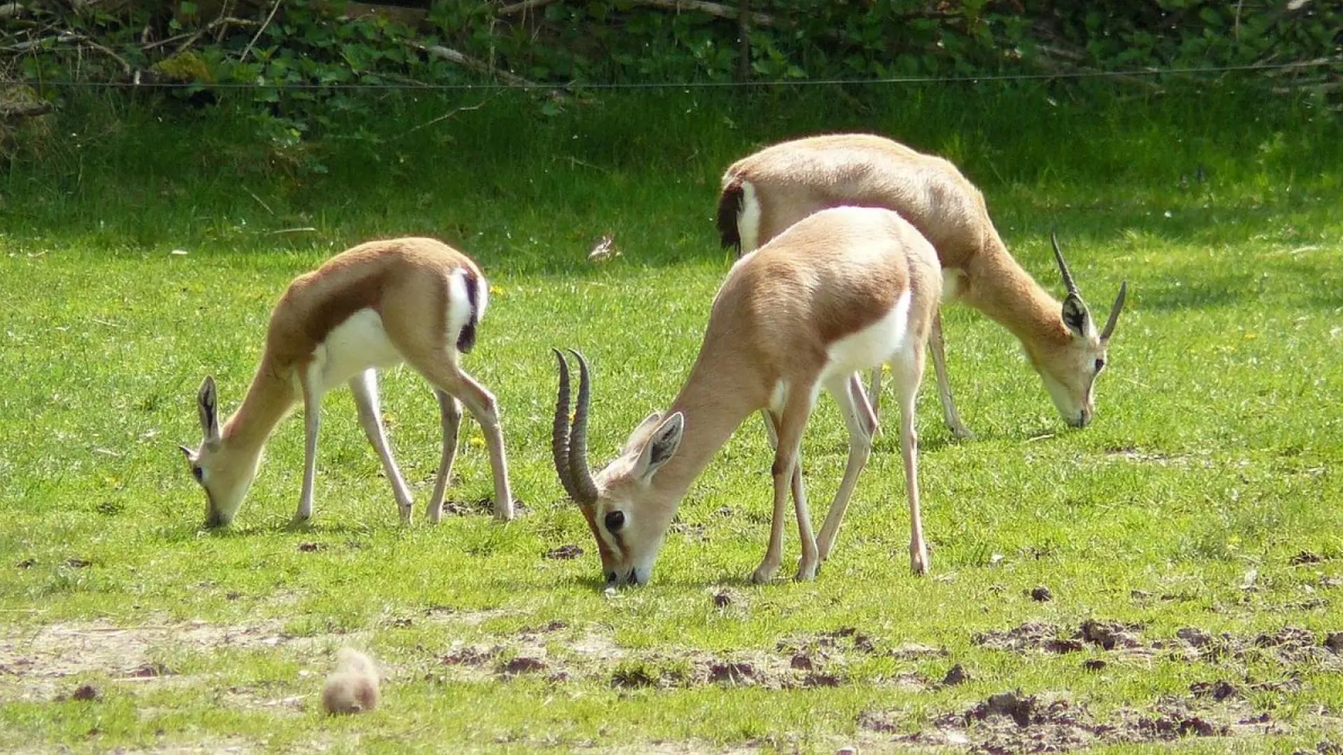 Gazelle de Cuvier