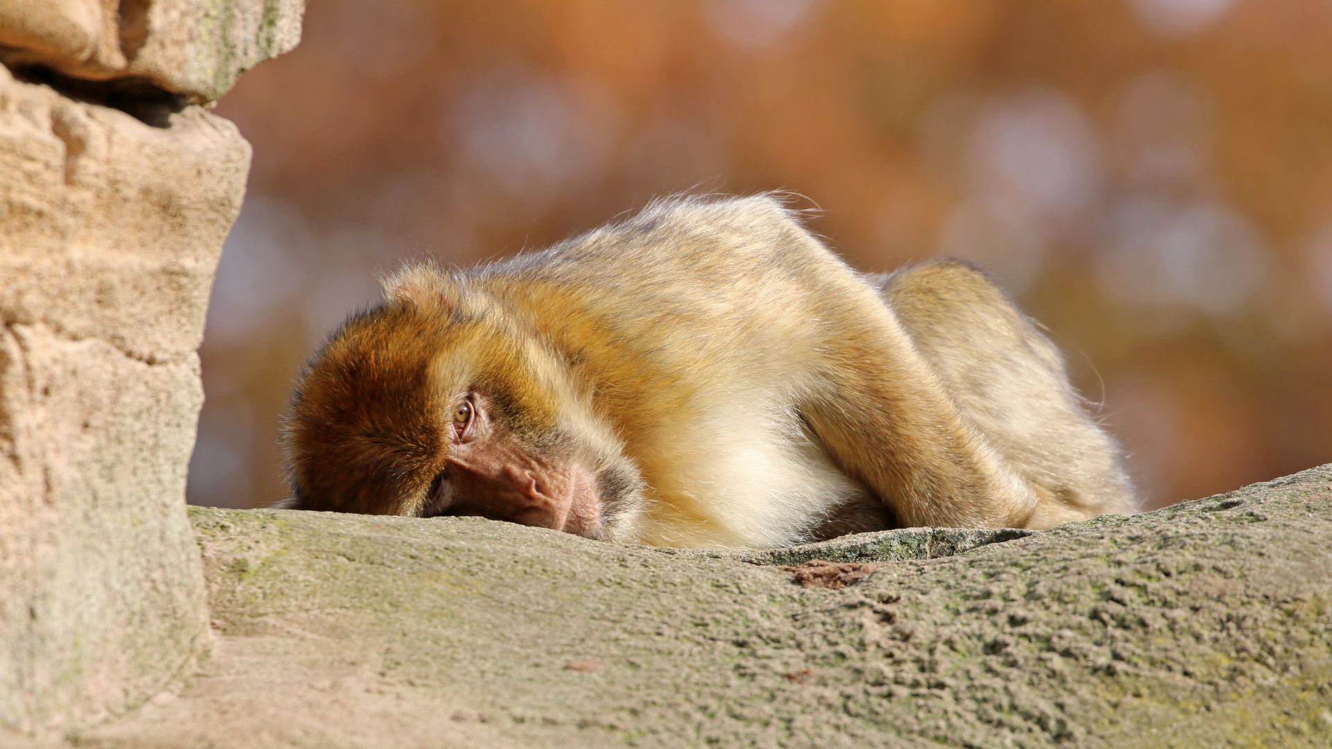 Macaque de Barbarie (Singe Magot)