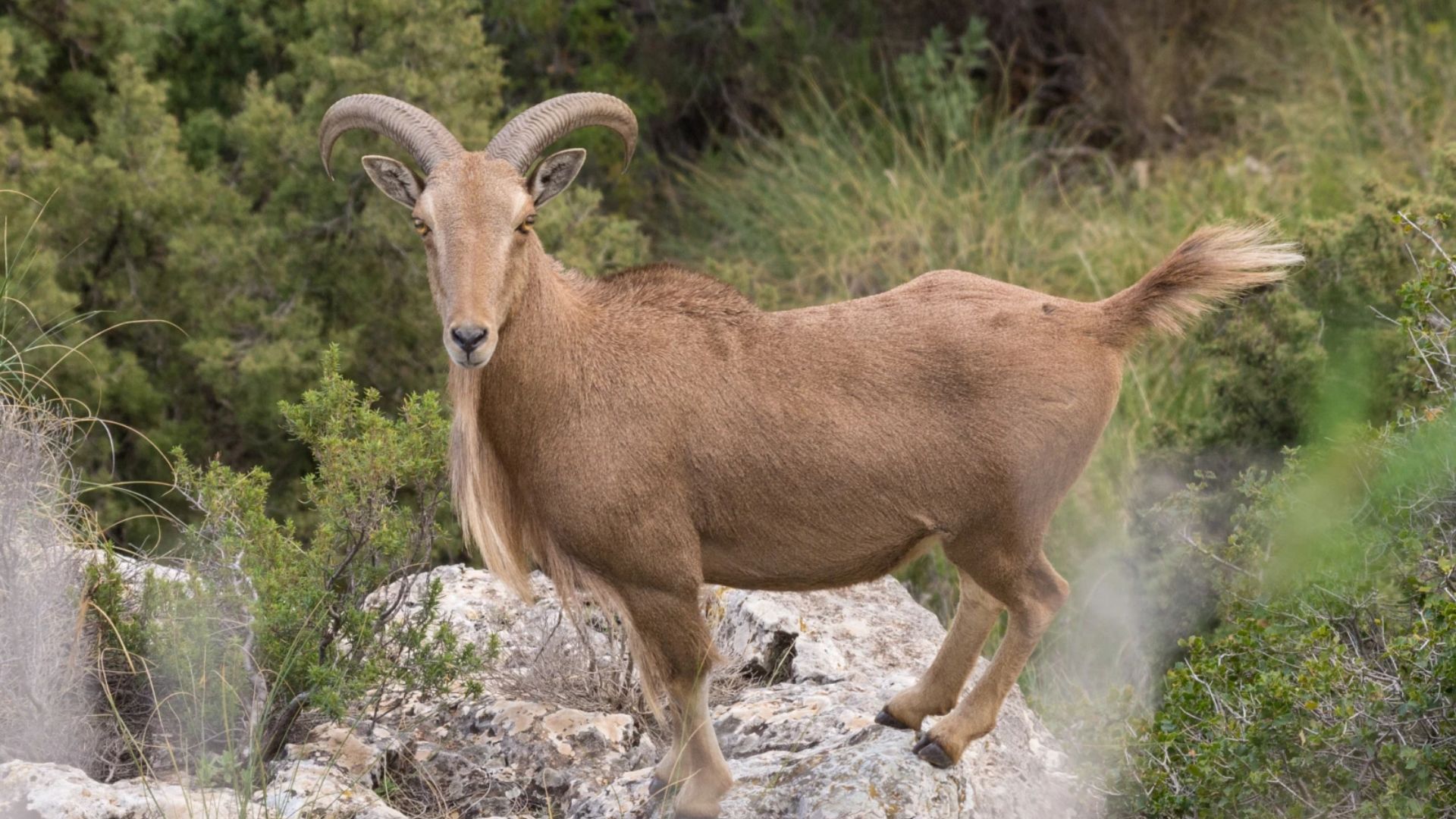 Mouflon à manchettes