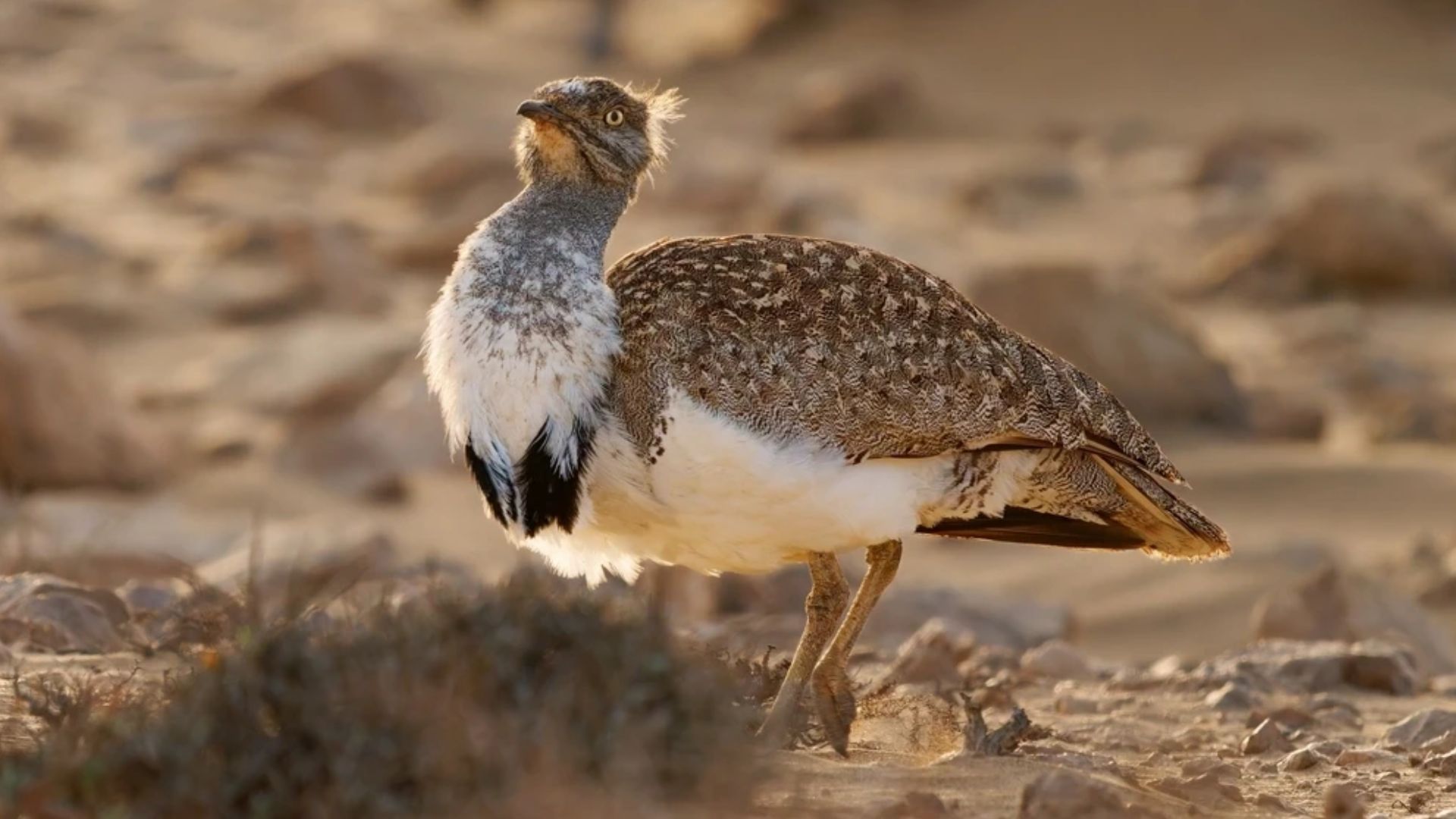Outarde houbara