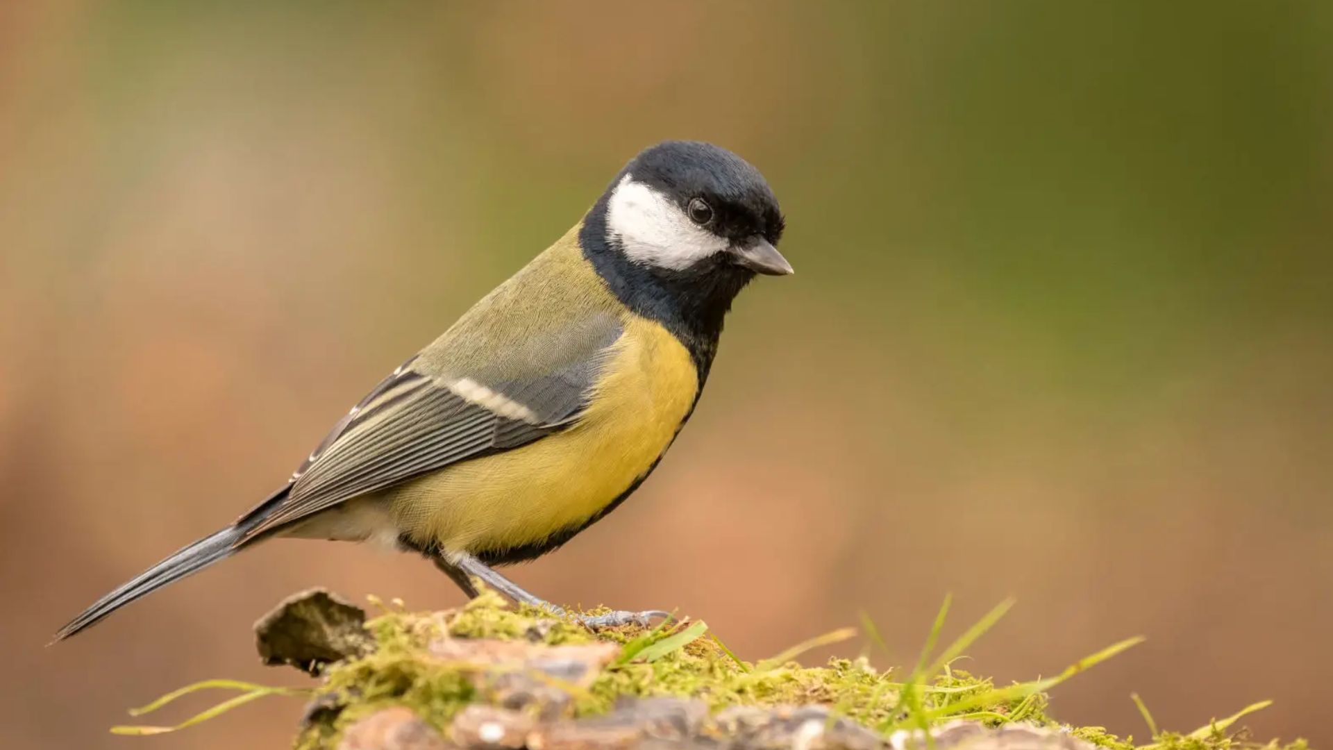 Mésange noire de l'Atlas