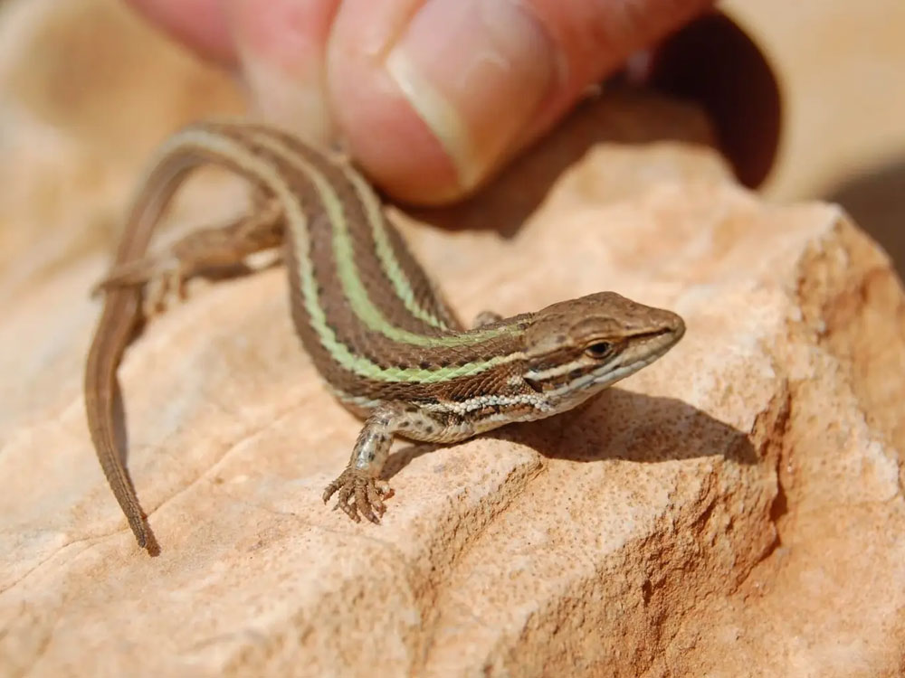 Lézard d'Andreanszky