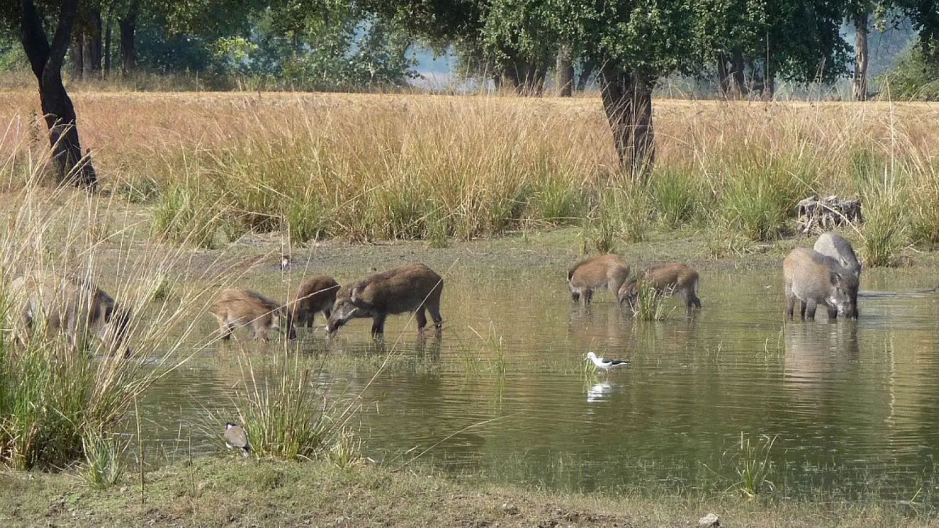 Sanglier d'Eurasie