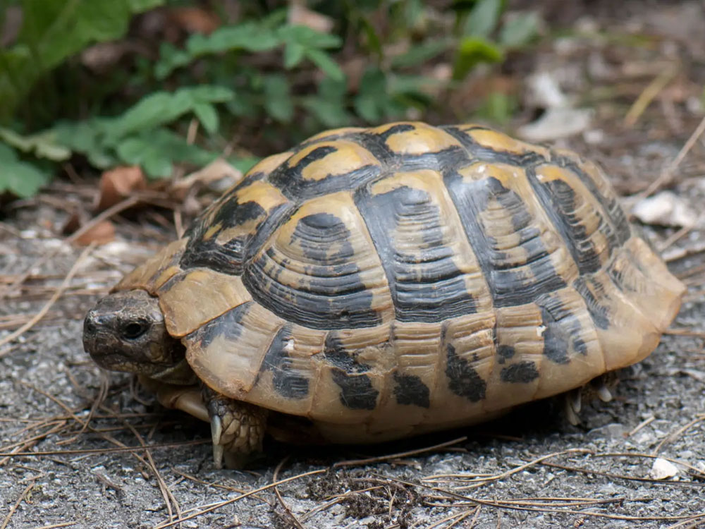 Tortue grecque