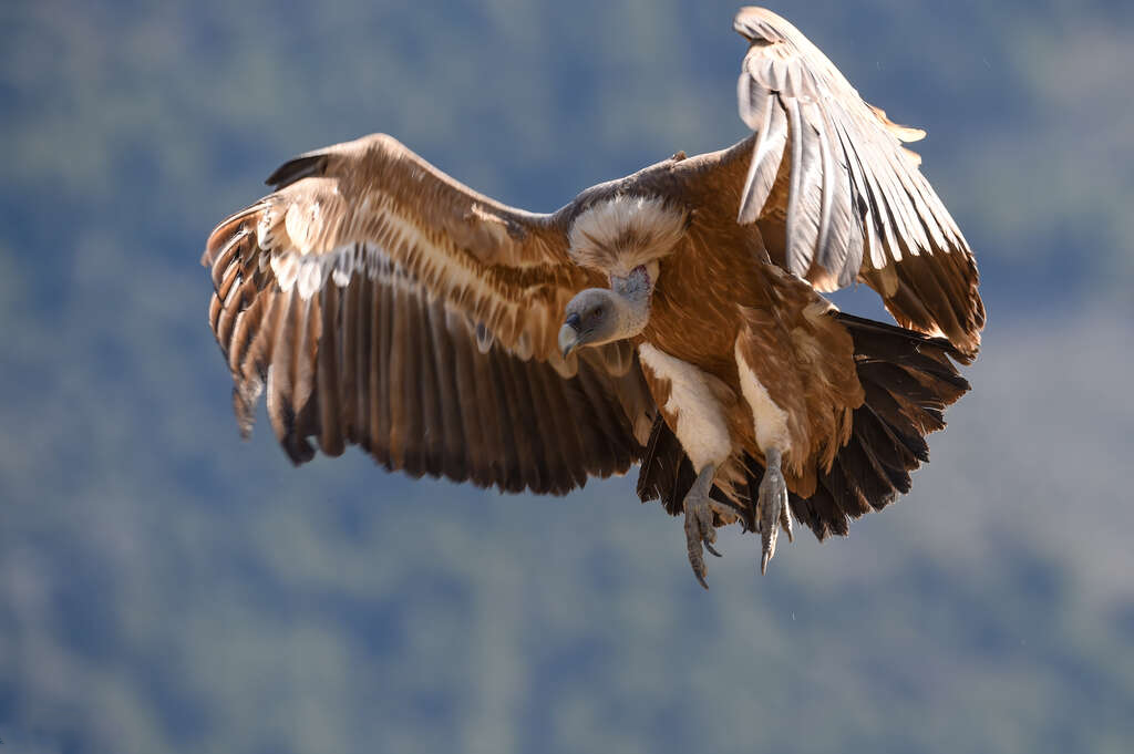 Vautour fauve